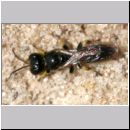 Crossocerus sp - Grabwespe 03f 5mm.jpg